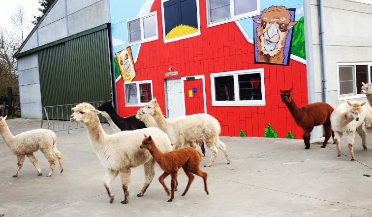 loslopende alpaca's