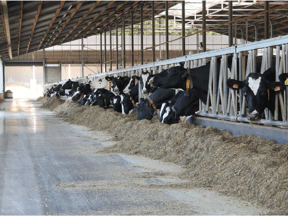 Winnerfarm Maes