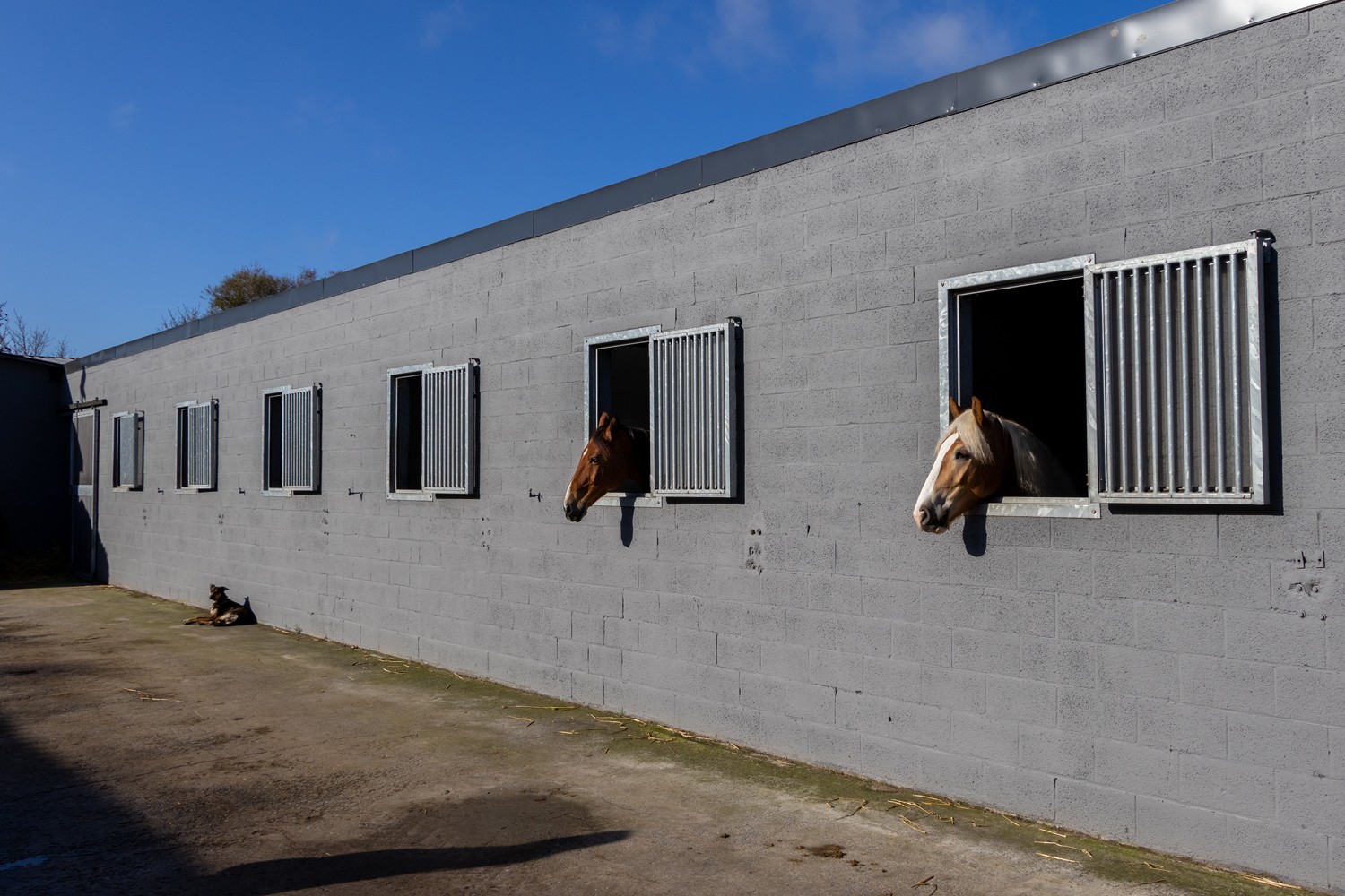 Paarden