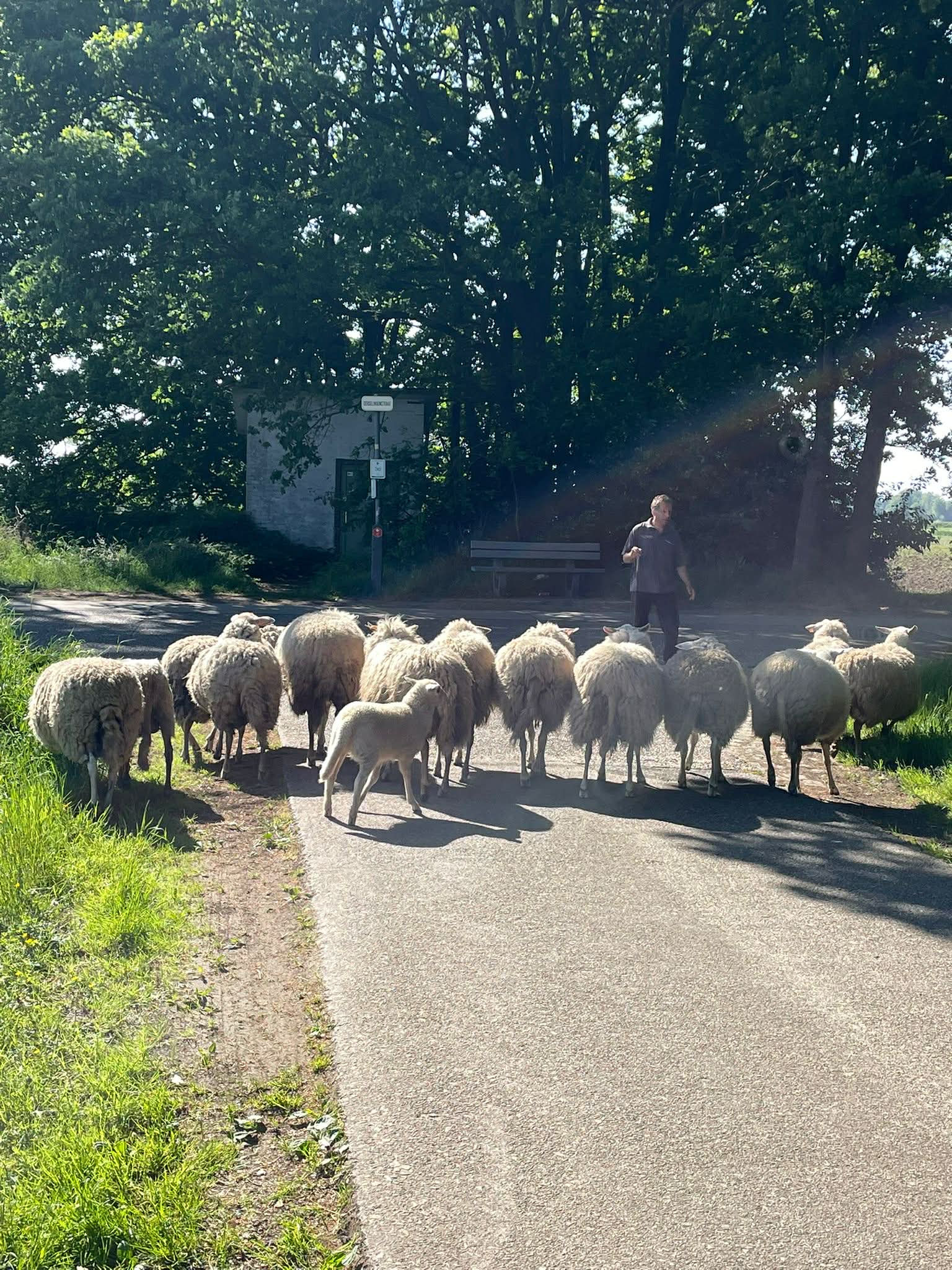 De Schaapskooi