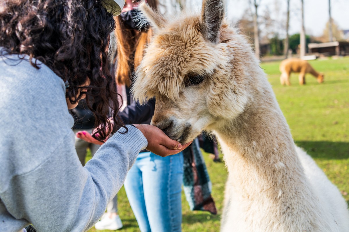 Alpacalokeren