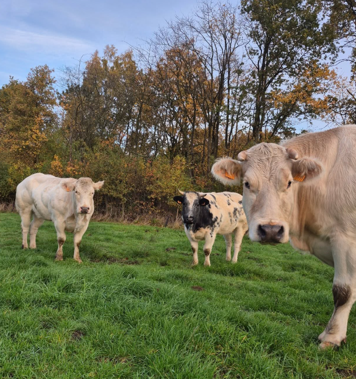 Hoeve Machiels